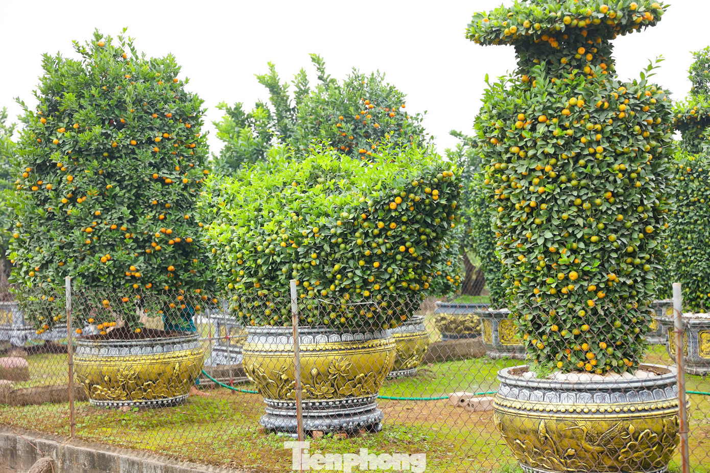 Còn 1 tháng nữa mới đến Tết Nguyên đán Ất Tỵ nhưng tại các nhà vườn ở huyện Văn Giang, tỉnh Hưng Yên, những cây quýt được tạo thỏi vàng, lục bình giá tới vài chục triệu đồng đã được khách hàng đặt mua.