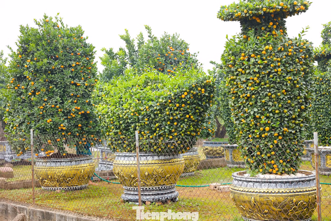 Còn 1 tháng nữa mới đến Tết Nguyên đán Ất Tỵ nhưng tại các nhà vườn ở huyện Văn Giang, tỉnh Hưng Yên, những cây quýt được tạo thỏi vàng, lục bình giá tới vài chục triệu đồng đã được khách hàng đặt mua.