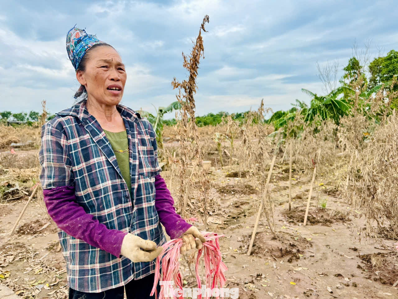Nhà bà Vân thiệt hại khoảng một nghìn cây quất chim đã đến kỳ thu hoạch và quất thế dành cho dịp Tết nguyên đán, thiệt hại hơn 1 tỷ đồng.