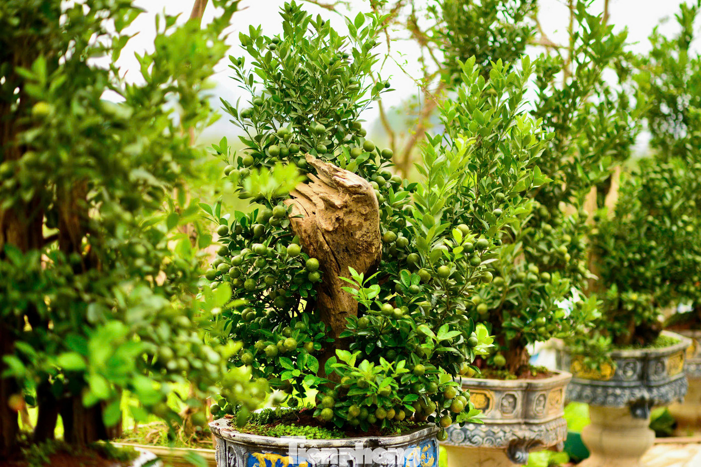 Bên cạnh quất bình, quất mini, quất gỗ lũa... thì loại quất mộc căn được nhiều khách hàng quan tâm bởi dáng vẻ độc đáo của những bộ rễ nhô hẳn lên khỏi mặt đất.