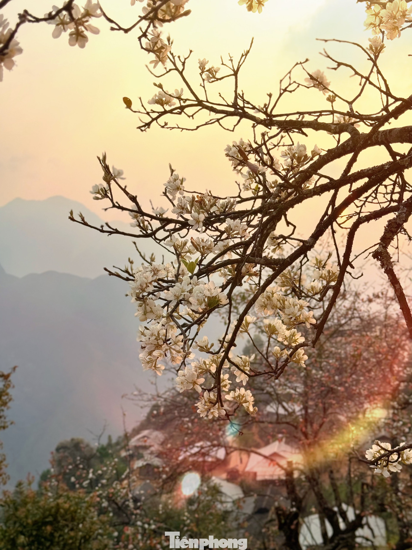 Hoa sơn tra có 5 cánh, nhuỵ vàng, dễ dàng sinh trưởng trên nền đất cằn cỗi. Bởi chịu được sương gió, mưa dầm, loài cây này thậm chí còn mang biểu tượng cho sức sống bền bỉ, kiên cường của vùng cao Tây Bắc.