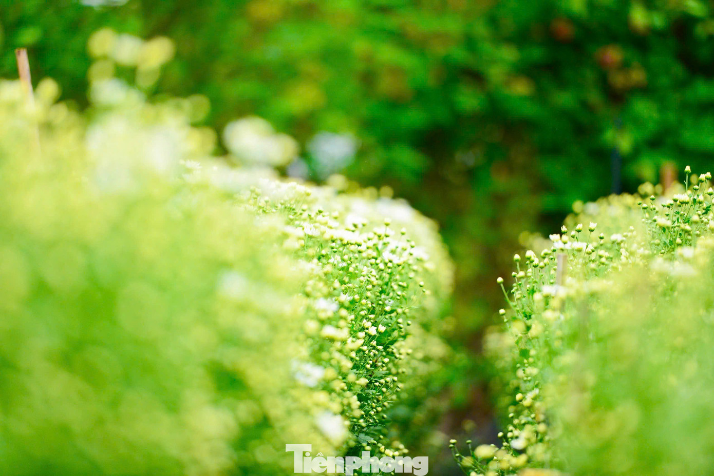 Những bông cúc họa mi trắng nhỏ xíu, rung rinh trong gió.