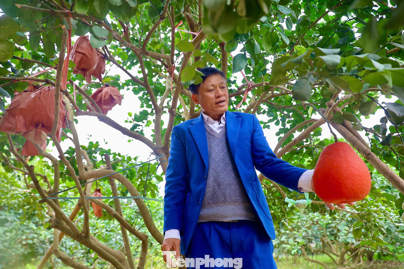 "Như năm ngoái chúng tôi cho ra thị trường khoảng hơn 3.000 quả nhưng năm nay chỉ còn khoảng hơn trăm quả, giá bưởi thỏi vàng năm nay sẽ tăng khoảng 50%, dù tăng giá nhưng vẫn cháy hàng, không đủ đáp ứng nhu cầu của khách", ông Phương cho biết thêm. "Như năm ngoái chúng tôi cho ra thị trường khoảng hơn 3.000 quả nhưng năm nay chỉ còn khoảng hơn trăm quả, giá bưởi thỏi vàng năm nay sẽ tăng khoảng 50%, dù tăng giá nhưng vẫn cháy hàng, không đủ đáp ứng nhu cầu của khách", ông Phương cho biết thêm.