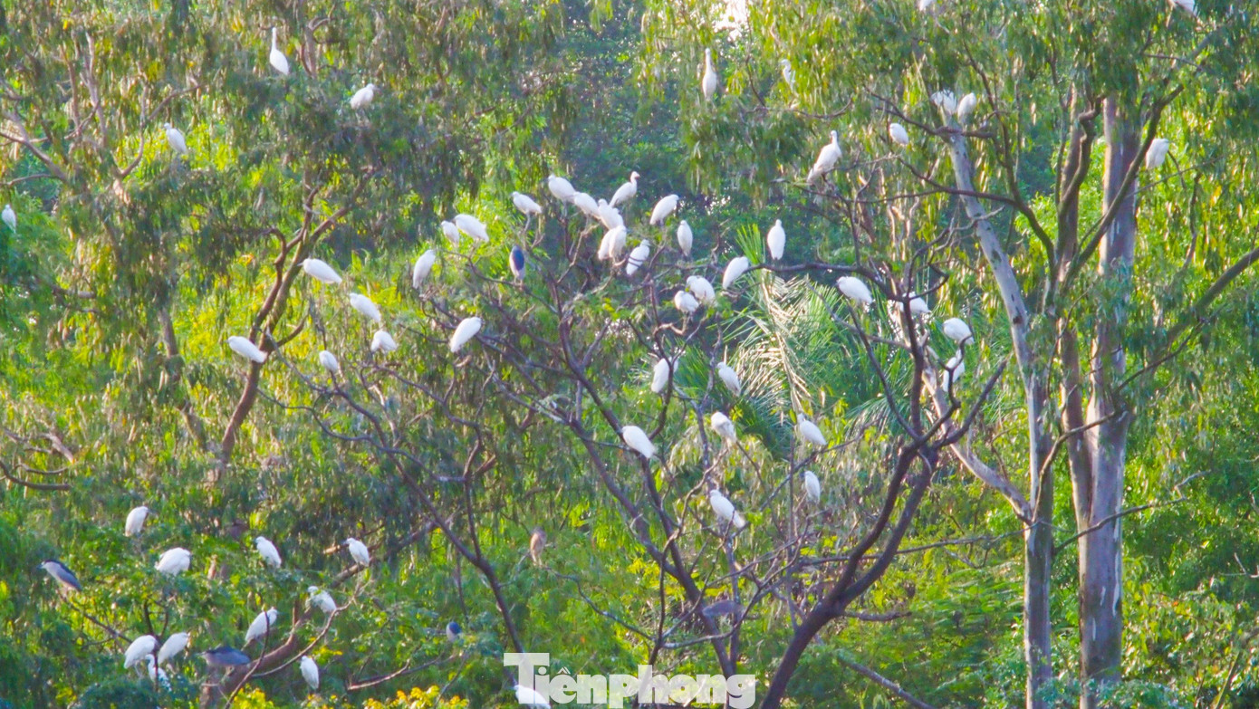 Việc xuất hiện một hệ chim nước tại Trường Đại học Nông - Lâm Bắc Giang giúp sinh viên nhà trường và sinh viên nhiều nơi khác học tập, thực tập và nghiên cứu khoa học. Việc xuất hiện một hệ chim nước tại Trường Đại học Nông - Lâm Bắc Giang giúp sinh viên nhà trường và sinh viên nhiều nơi khác học tập, thực tập và nghiên cứu khoa học.