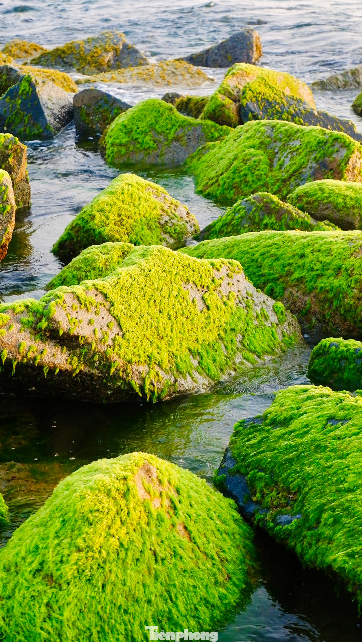 Thảm rêu xanh mướt vào thời điểm bình minh làm phong cảnh bãi biển xóm Rớ trở nên hữu tình hơn. Sau giải chạy Tiền Phong Marathon 2024, nhiều du khách đã đem tấm huy chương đến chụp hình với bãi rêu nơi đây lưu dấu kỷ niệm.