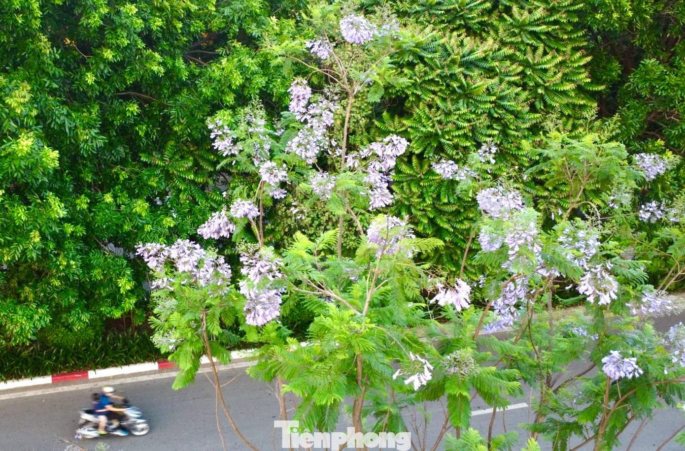 Vào trung tuần tháng 5, phượng tím bắt đầu bung nở và khoe sắc.