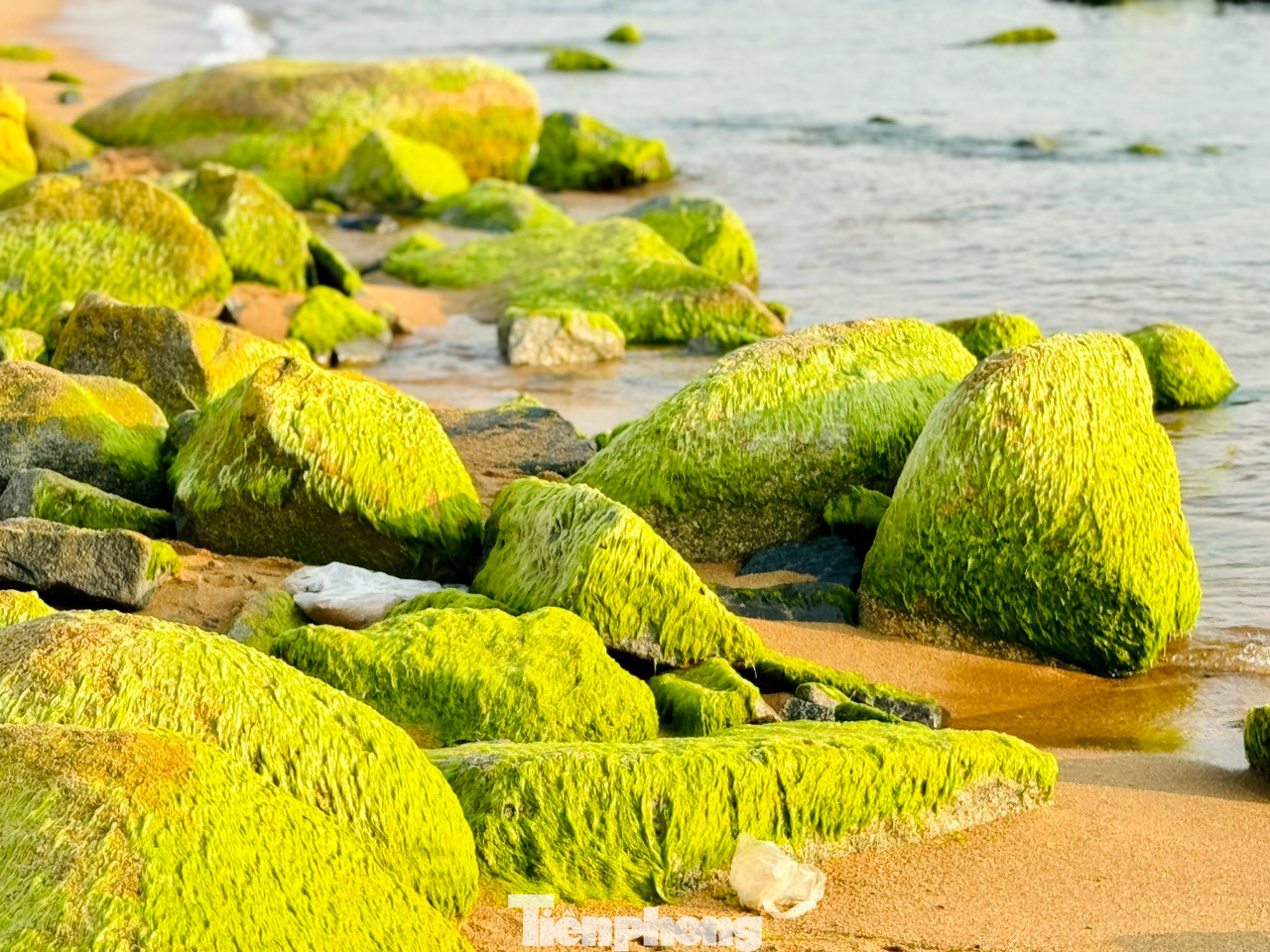 Thời điểm rêu xanh mọc dày, đẹp nhất là từ tháng 1 đến đầu tháng 5.