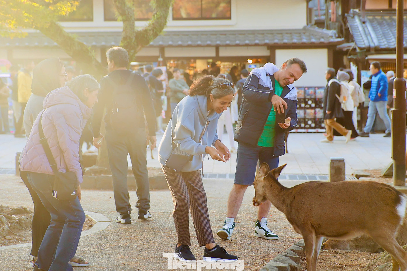 Du khách tới đây thường cho hươu ăn bánh shika senbei như một trải nghiệm thú vị. Chỉ cần cho 1 chú hươu ăn bạn sẽ được hàng chục chú hươu khác vây quanh mình để "đòi quà".