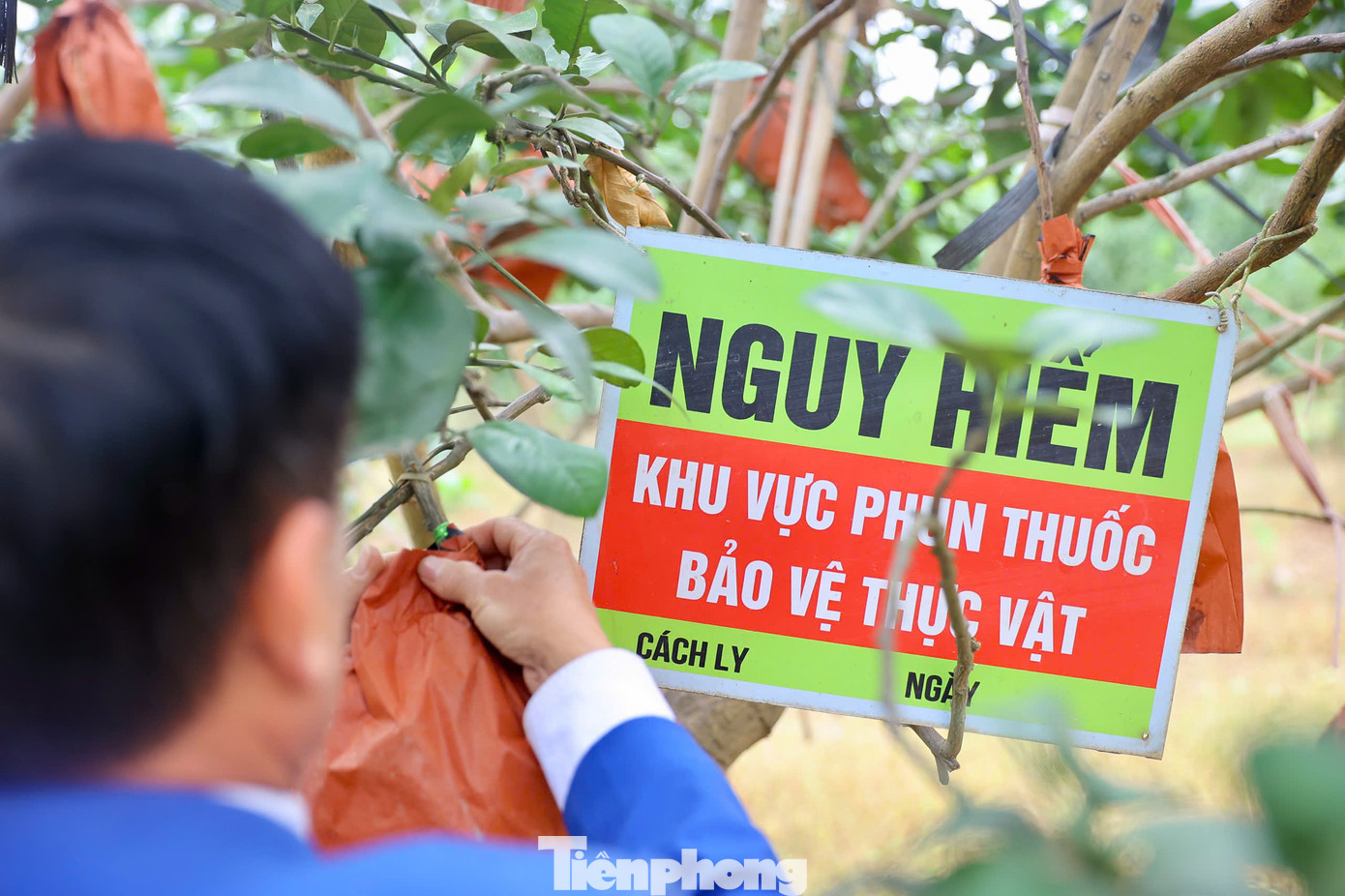 Trao đổi với PV Tiền Phong, ông Lương Văn Phương, Chủ tịch HĐQT Hợp tác xã bưởi đỏ Đông Cao cho biết: " Năm nay chúng tôi thiệt hại nặng nề (hơn 60% sản lượng) do bão lụt nên giờ chỉ còn khoảng 30-40%. Gia đình thiệt hại ước tính từ 1,5 tỉ -1,8 tỉ đồng; bưởi thương phẩm thiệt hại khoảng 800 triệu đồng, còn bưởi khuôn tài lộc và chi phí phân bón vật tư xấp xỉ 1 tỉ đồng". Trao đổi với PV Tiền Phong, ông Lương Văn Phương, Chủ tịch HĐQT Hợp tác xã bưởi đỏ Đông Cao cho biết: " Năm nay chúng tôi thiệt hại nặng nề (hơn 60% sản lượng) do bão lụt nên giờ chỉ còn khoảng 30-40%. Gia đình thiệt hại ước tính từ 1,5 tỉ -1,8 tỉ đồng; bưởi thương phẩm thiệt hại khoảng 800 triệu đồng, còn bưởi khuôn tài lộc và chi phí phân bón vật tư xấp xỉ 1 tỉ đồng".