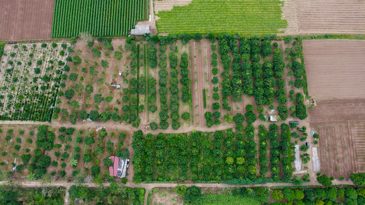 Bưởi đỏ Đông Cao hay còn gọi là bưởi đỏ tiến vua, (xã Tráng Việt, huyện Mê Linh, thành phố Hà Nội) là giống bưởi đỏ quý hiếm được các nhà vườn trồng và chăm sóc cẩn thận chuyên phục vụ dịp Tết Nguyên đán. Bưởi đỏ Đông Cao hay còn gọi là bưởi đỏ tiến vua, (xã Tráng Việt, huyện Mê Linh, thành phố Hà Nội) là giống bưởi đỏ quý hiếm được các nhà vườn trồng và chăm sóc cẩn thận chuyên phục vụ dịp Tết Nguyên đán.