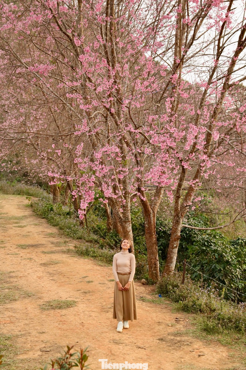Để đến được các cụm mai anh đào ở Mộng Đào Nguyên, du khách phải đi bằng xe máy hoặc ôtô địa hình, vượt nhiều con dốc cao, sỏi đá gập ghềnh.