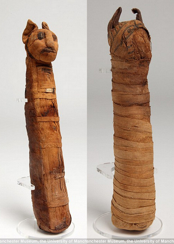 Vén màn bí ẩn bên trong xác ướp động vật Ai Cập cổ đại ảnh 5