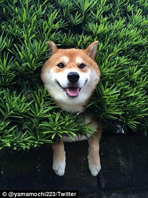 Chú chó bỗng dưng nổi tiếng vì mắc kẹt trong bụi cây ảnh 3