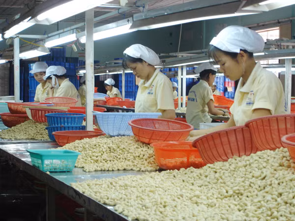 Làm việc quần quật nhưng cuối năm không ít công nhân ngậm ngùi nhìn khoản thưởng Tết chỉ vài trăm nghìn, không đủ tiền về quê. Ảnh: L.N