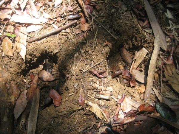 Chỗ có dấu phân tê giác Java