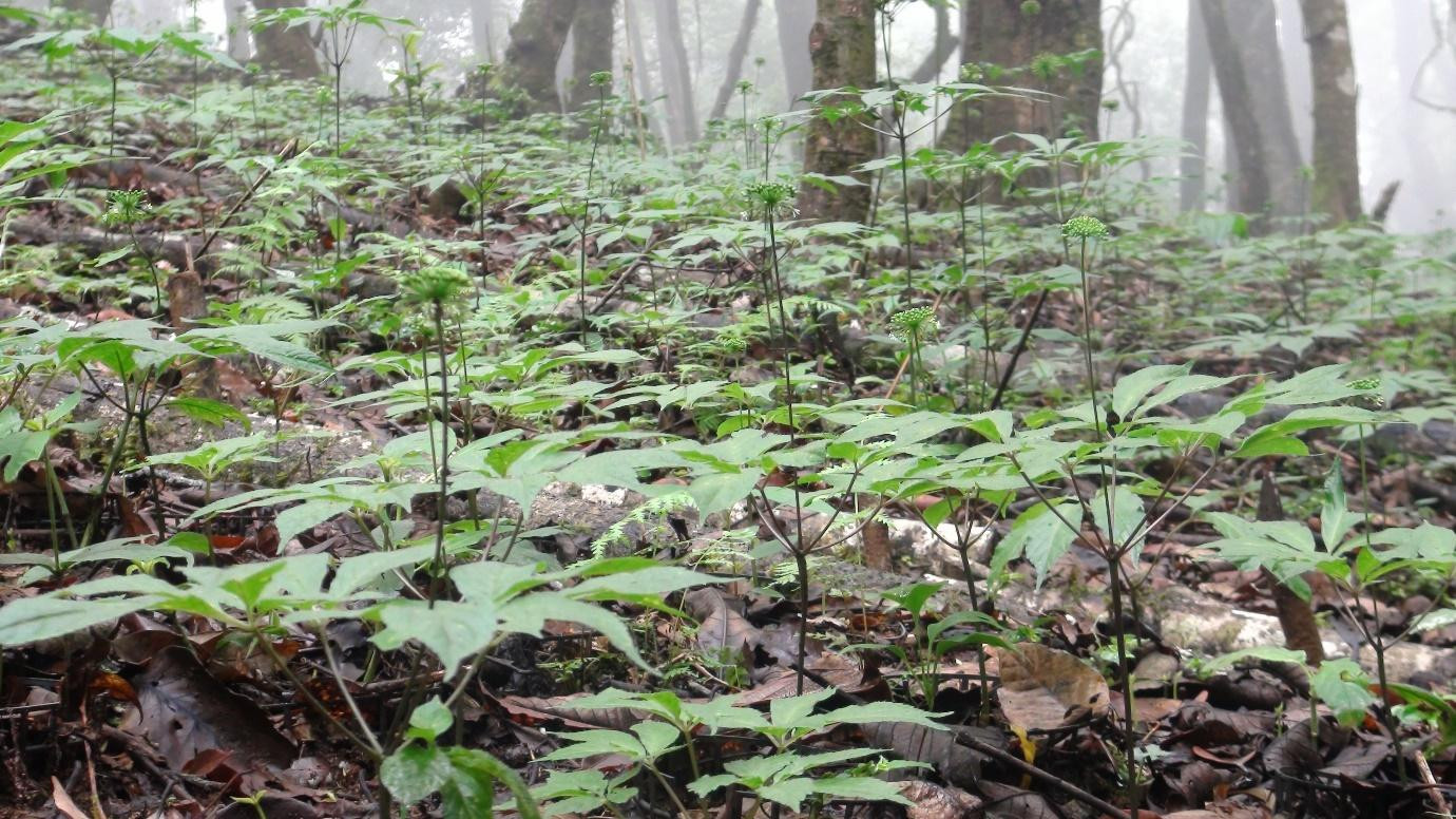 Sâm Ngọc Linh dưới tán rừng nguyên sinh Sâm Ngọc Linh dưới tán rừng nguyên sinh