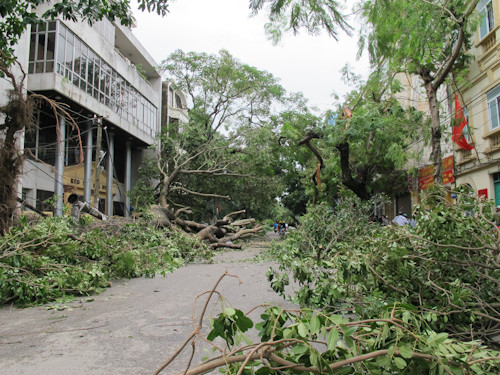  Cây đổ nằm ngang đường Hai Bà Trưng gây tắc đường.