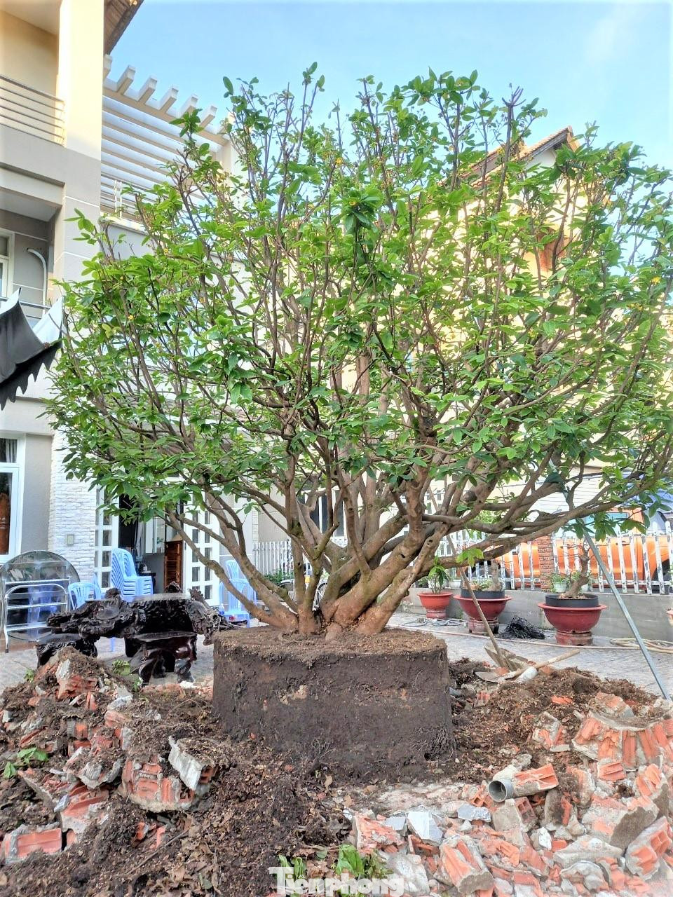 Cây Mai bị cướp