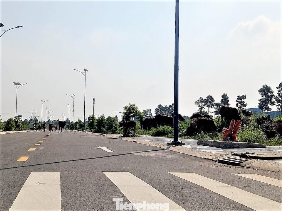 Nội dung này được thể hiện rõ trong văn bản số 318/VPĐKĐĐ&CGCN ngày 2/2/2021 của Văn phòng Đăng ký đất đai tỉnh Bình Dương gửi Sở Tài nguyên và Môi trường tỉnh về việc cung cấp danh sách chủ đầu tư đã thế chấp dự án đầu tư xây dựng nhà ở.