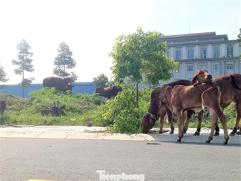 "Căn cứ thông tư liên tịch số 07/2019/TT-BTP ngày 25/11/2019 của Bộ Tư pháp về việc hướng dẫn một số nội dung về đăng ký thế chấp quyền sử dụng đất, tài sản gắn liền với đất. Nay văn phòng Đăng ký đất đai cung cấp danh sách chủ đầu tư đã thế chấp dự án nhà ở tại Văn phòng đăng ký đất đai cho Sở Tài nguyên và Môi trường. Cụ thể, Công ty Cổ phần Đại Nam: 309 GCN", văn bản của Văn phòng Đăng ký đất đai tỉnh Bình Dương ghi rõ.