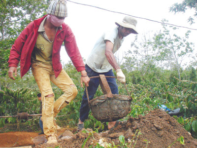 Người dân đào giếng để lấy nước cứu cà phê ở huyện Cư M’gar, Đăk Lăk. Người dân đào giếng để lấy nước cứu cà phê ở huyện Cư M’gar, Đăk Lăk