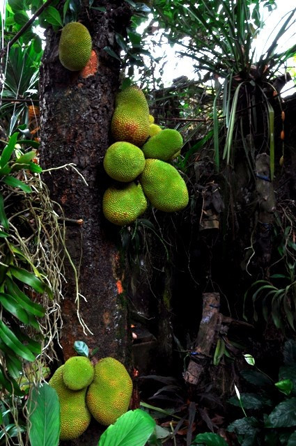 Làng Cựu nơi 'giấu' những ngôi biệt thự cổ ở Hà Nội ảnh 18