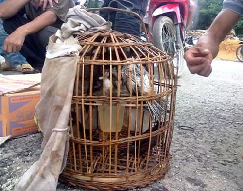 Buôn chim - một công 3 việc của tên cướp trốn truy nã ảnh 2