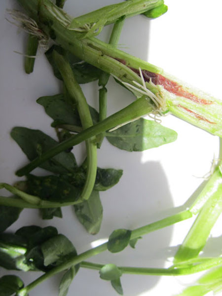 Hoang mang: Nhiễm sán vì ăn rau trồng ao đầm ảnh 1