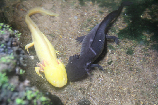 “Quái vật” 4 chân 6 sừng xuất hiện tại Lâm Đồng ảnh 1