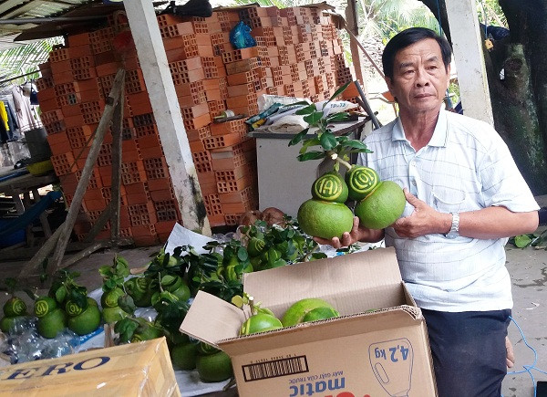 2,5 triệu đồng một cặp bưởi hồ lô dịp Tết ở miền Tây ảnh 1