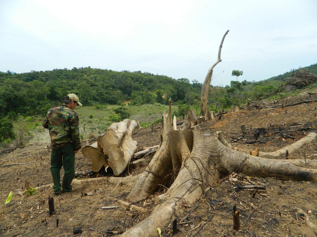 Một vụ cây rừng từng bị cưa hạ xảy ra trên địa bàn tỉnh Quảng Trị Một vụ cây rừng từng bị cưa hạ xảy ra trên địa bàn tỉnh Quảng Trị