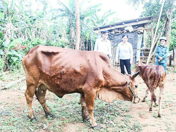 Dịch bệnh viêm da nổi cục trên đàn gia súc ở Quảng Trị có dấu hiệu lây lan nhanh.