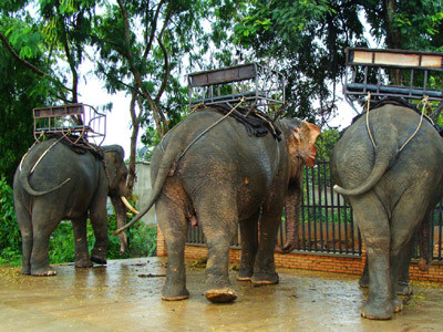 Những con voi trụi lông đuôi ở huyện Lăk. Những con voi trụi lông đuôi ở huyện Lăk