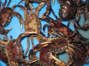 Cua đồng. Cua đồng