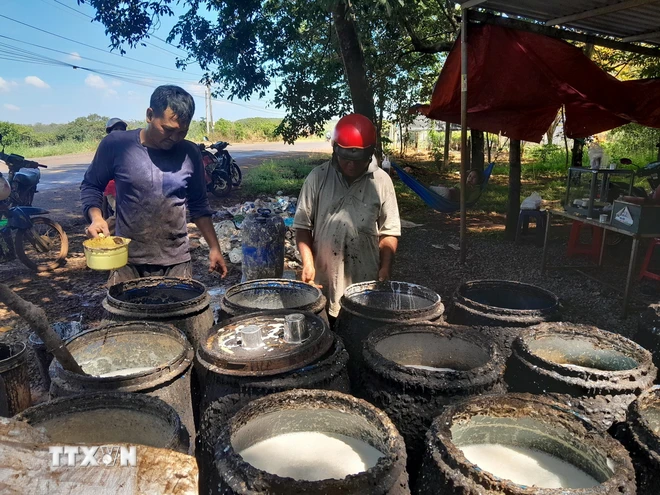 Giá thu mua mủ liên tục tăng khoảng 100 đồng/độ khiến nhà nông phấn khởi. (Ảnh: K GỬIH/TTXVN)