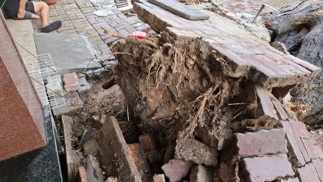 Cây bị bật gốc, lộ ra bộ rễ Cây bị bật gốc, lộ ra bộ rễ