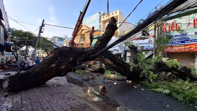 Cây gãy đổ đè lên đường dây cáp viễn thông, sau đó cành cây đập vào một số biển hiệu bên đường Cây gãy đổ đè lên đường dây cáp viễn thông, sau đó cành cây đập vào một số biển hiệu bên đường