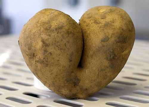 Cà chua có hai sừng ở Lancashire - Anh Củ khoai tây giống trái tim của xứ Wales Quả dưa chuột giống một con vịt đang bơi được tìm thấy ở Lincolnshire - Anh Quả lạc tiên có hình thù tế nhị được phát hiện tại thành phố San Jose de Ribamar - Brazil Quả mướp đắng hình chim hạc ở tỉnh Saitama - Nhật Bản Rễ cây có hình dáng giống người đàn ông tìm thấy ở Phúc Kiến - Trung Quốc Củ khoai tây hình con gấu ở Cambridge Củ hà thủ ô hình người tìm thấy ở Khúc Giang - Trung Quốc Quả cà chua mọc hai tai giống hình con thỏ ở Hampshire - Anh Cà chua có hai sừng ở Lancashire - Anh Củ khoai tây giống trái tim của xứ Wales Quả dưa chuột giống một con vịt đang bơi được tìm thấy ở Lincolnshire - Anh Quả lạc tiên có hình thù tế nhị được phát hiện tại thành phố San Jose de Ribamar - Brazil Quả mướp đắng hình chim hạc ở tỉnh Saitama - Nhật Bản Rễ cây có hình dáng giống người đàn ông tìm thấy ở Phúc Kiến - Trung Quốc Củ khoai tây hình con gấu ở Cambridge Củ hà thủ ô hình người tìm thấy ở Khúc Giang - Trung Quốc Quả cà chua mọc hai tai giống hình con thỏ ở Hampshire - Anh