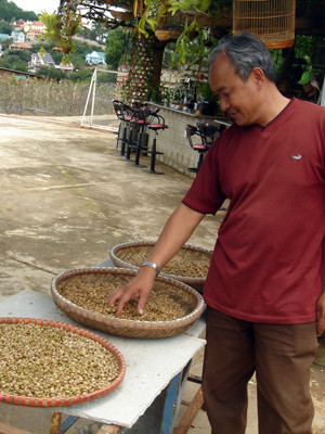 Hạt cà phê moka nổi tiếng thế giới được trồng ở Đà Lạt. Hạt cà phê moka nổi tiếng thế giới được trồng ở Đà Lạt