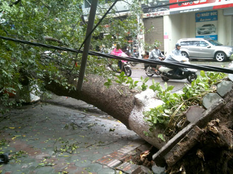 Thân cây ddf lên cáp điện lực, khiến cả khu phố mất điện