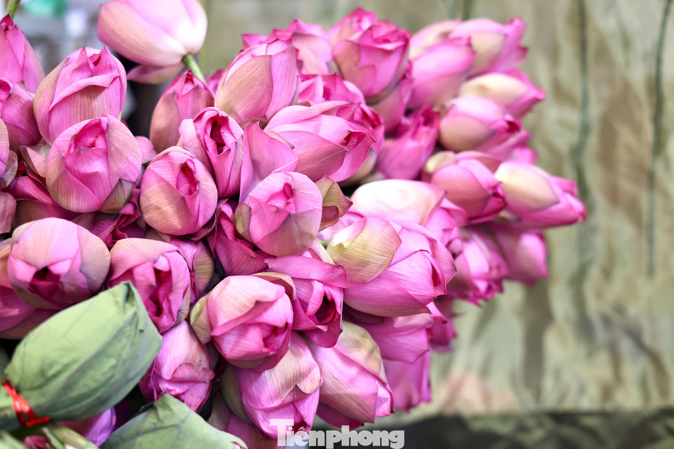 Mỗi độ sen nở rộ bên hồ Tây, người Hà Nội sành trà lại ngóng đợi mùa ướp trà sen – thứ thức uống thanh tao, tinh tế được mệnh danh là “tinh hoa đất trời”. Mỗi độ sen nở rộ bên hồ Tây, người Hà Nội sành trà lại ngóng đợi mùa ướp trà sen – thứ thức uống thanh tao, tinh tế được mệnh danh là “tinh hoa đất trời”.