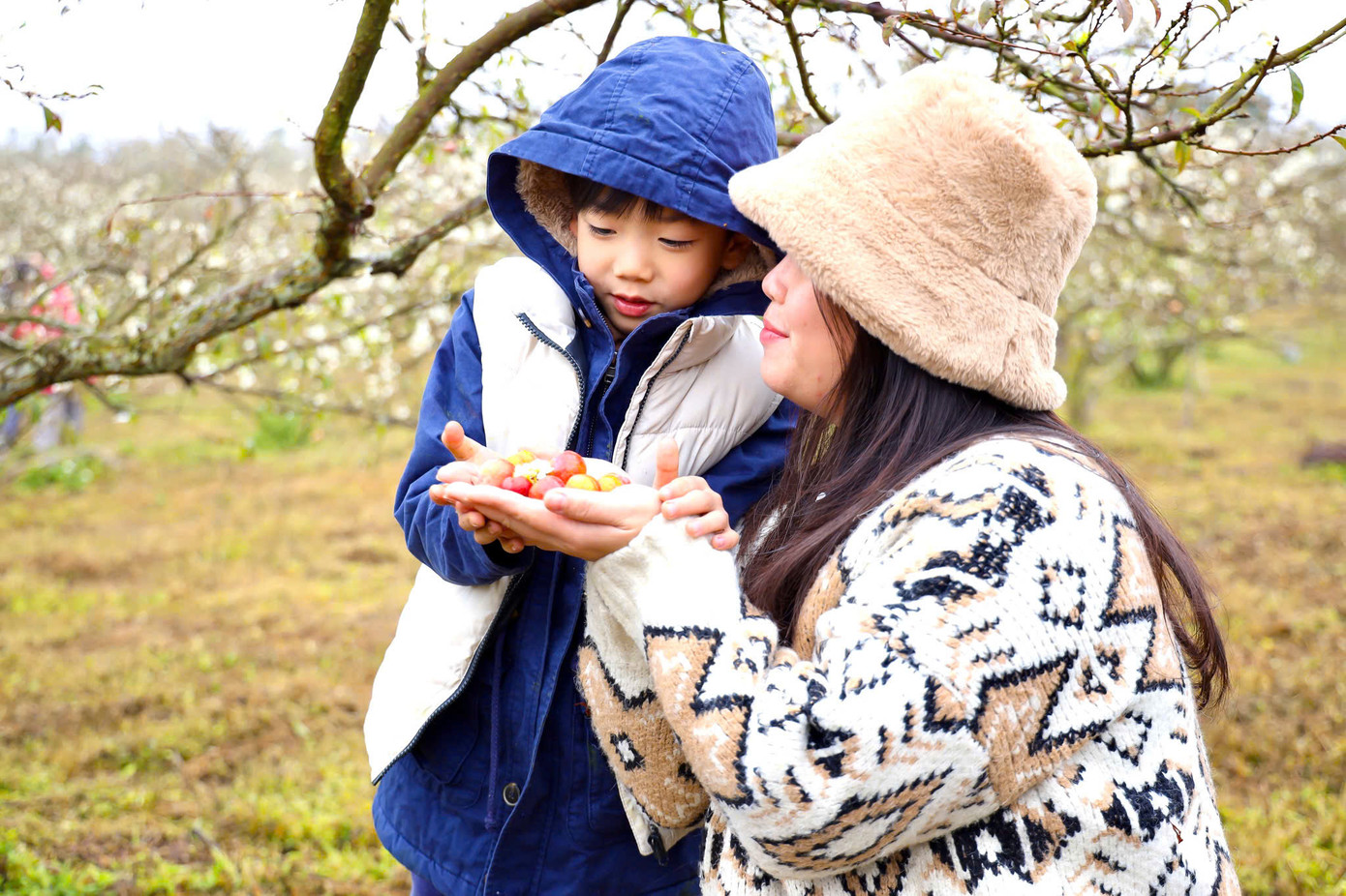 Chị Thu Hà (ở quận Đống Đa, Hà Nội) cùng gia đình và bạn bè vượt quãng đường gần 200km lên thung lũng mận Bảo Bảo cho biết: "Năm nào mình cũng lựa chọn mùa hoa mận nở đẹp nhất để lên đường, vì hoa mận chỉ nở rộ trong thời gian ngắn nên vẫn cố gắng sắp xếp công việc để đi du xuân, đắm mình trong những cánh rừng mận trắng muốt ngắm hoa mận bung nở và thưởng thức những trái mận đầu mùa là những trải nghiệm khó quên". Chị Thu Hà (ở quận Đống Đa, Hà Nội) cùng gia đình và bạn bè vượt quãng đường gần 200km lên thung lũng mận Bảo Bảo cho biết: "Năm nào mình cũng lựa chọn mùa hoa mận nở đẹp nhất để lên đường, vì hoa mận chỉ nở rộ trong thời gian ngắn nên vẫn cố gắng sắp xếp công việc để đi du xuân, đắm mình trong những cánh rừng mận trắng muốt ngắm hoa mận bung nở và thưởng thức những trái mận đầu mùa là những trải nghiệm khó quên".