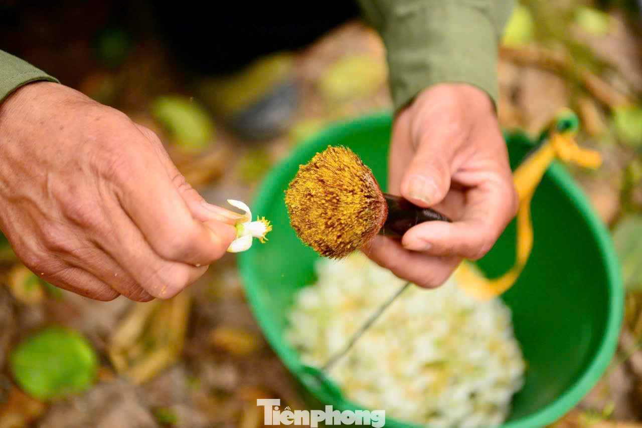 Dụng cụ thụ phấn cho hoa bưởi được chế tạo khá đơn giản, thường là một chiếc que bằng tre dài, đầu có buộc một chổi lông để phấn hoa dễ dính. Nhân công sẽ bôi phấn vào chổi lông, khi chổi lông dày đặc phấn hoa thì bắt đầu bôi trực tiếp vào các nụ hoa trên cây. Dụng cụ thụ phấn cho hoa bưởi được chế tạo khá đơn giản, thường là một chiếc que bằng tre dài, đầu có buộc một chổi lông để phấn hoa dễ dính. Nhân công sẽ bôi phấn vào chổi lông, khi chổi lông dày đặc phấn hoa thì bắt đầu bôi trực tiếp vào các nụ hoa trên cây.
