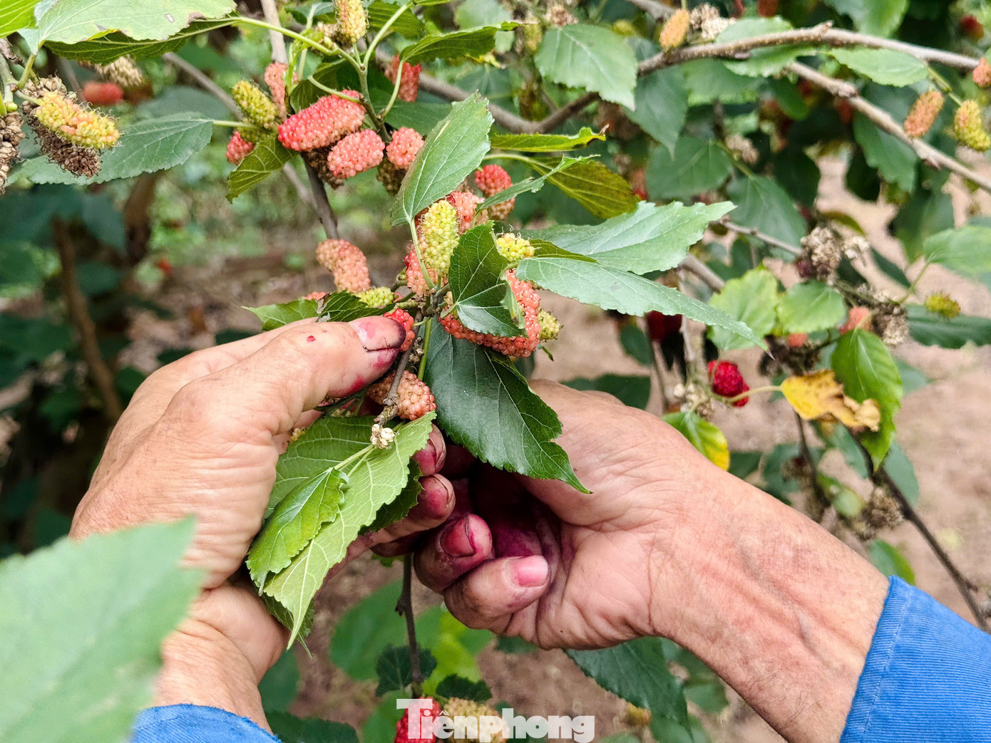Thời gian này, các chủ vườn phải tăng cường nhân công, tranh thủ từng ngày để thu hoạch dâu. Nhân công thời vụ thu hoạch theo ngày được trả thù lao 200.000 đồng. Dâu tằm chín rộ cần thu hoạch nhanh, nếu không sẽ chín quá và rụng. Thời gian này, các chủ vườn phải tăng cường nhân công, tranh thủ từng ngày để thu hoạch dâu. Nhân công thời vụ thu hoạch theo ngày được trả thù lao 200.000 đồng. Dâu tằm chín rộ cần thu hoạch nhanh, nếu không sẽ chín quá và rụng.