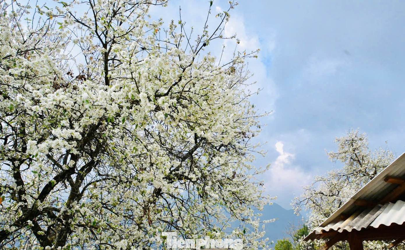 Nét đẹp cuộc sống thường nhật hòa cùng sắc hoa, mây trời đã tạo ra một bức tranh đẹp kỳ diệu cho bản làng nơi đây.