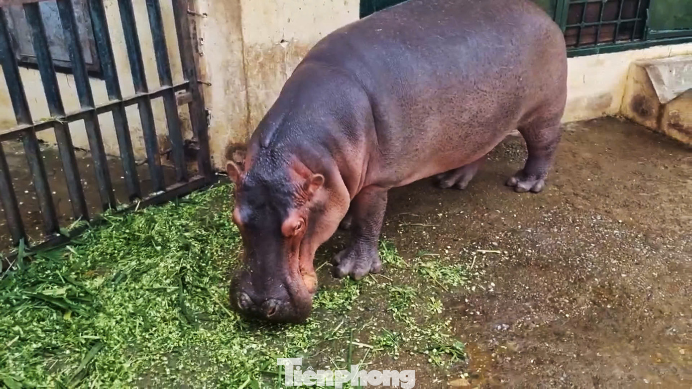 Từ ngày 21/1, bé hà mã chính thức mang tên: Mã Nam. Tên do em Nguyễn Hồng Minh, học sinh lớp 2 ở huyện Đông Anh đặt với ý nghĩa: “Mã” gợi nhớ đến loài Hà Mã, còn “Nam” thể hiện tâm hồn dân tộc.