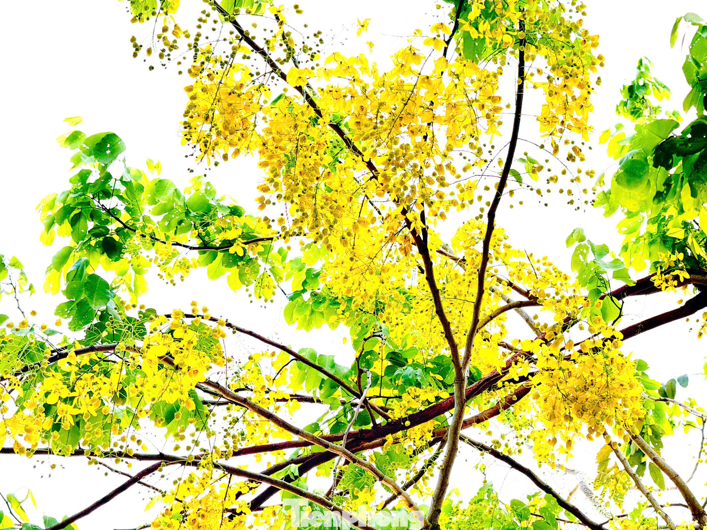 Hoa muồng yến không chỉ đẹp quý phái mà còn có mùi hương thơm dịu nhẹ và thư thái. Hoa muồng hoàng yến mọc thành từng chùm với độ dài từ 20 - 40 cm.