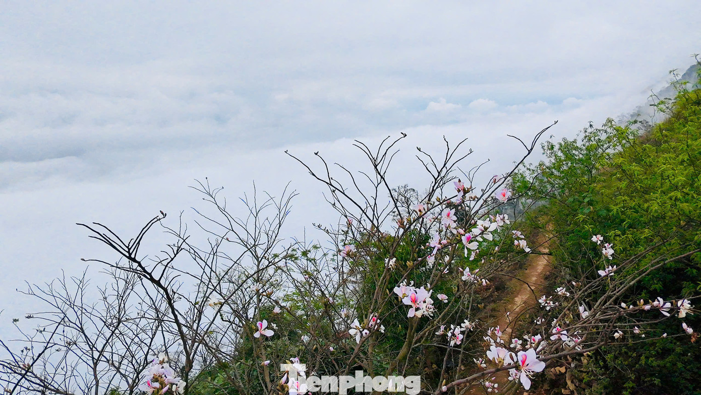 Đặc biệt, mùa xuân ở đây là lúc hoa ban bung nở tô điểm cả thung lũng, tạo nên cảnh sắc vừa mơ màng, vừa rực rỡ, thu hút đông đảo khách du lịch.