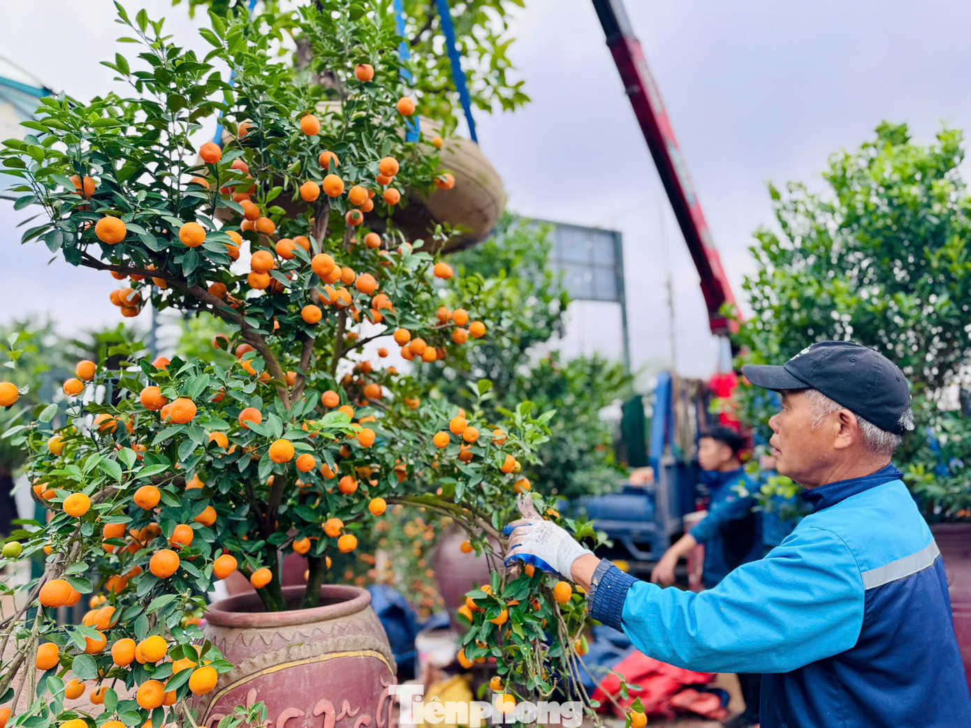 Ông Hoàng Luận, chủ nhà vườn Hoàng Gia cho biết: "Ra Tết là thời điểm chúng tôi bận rộn nhất, tôi phải thuê nhiều nhân công để đổ đất vào từng bình và trồng những cây giống mới, tỉ mẩn chăm sóc cho vụ Tết năm sau".