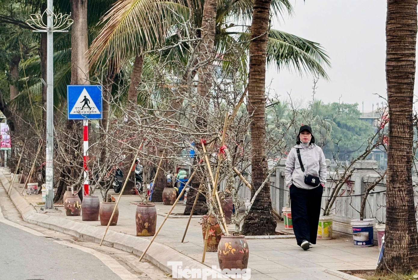 Đặc biệt năm nay, những cành lê trĩu quả xuất hiện trên phố Lạc Long Quân khiến nhiều người yêu thích. Đặc biệt năm nay, những cành lê trĩu quả xuất hiện trên phố Lạc Long Quân khiến nhiều người yêu thích.
